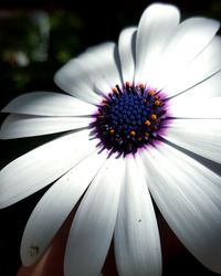 Close-up of white daisy flowers