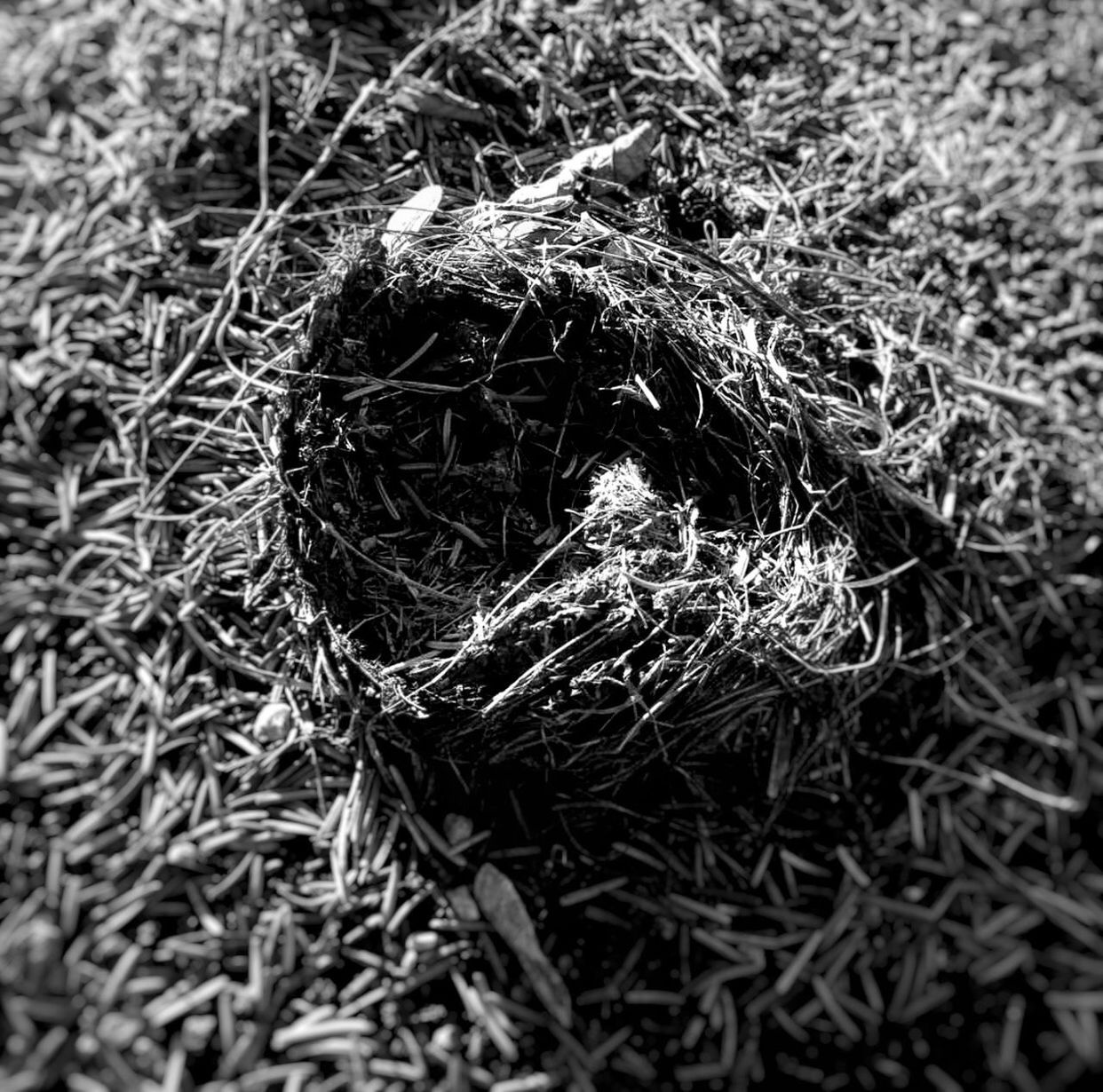 animal themes, no people, animals in the wild, bird nest, high angle view, day, outdoors, bird, close-up, nature