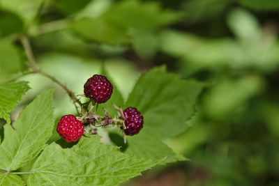 Close-up of strawberries on plant