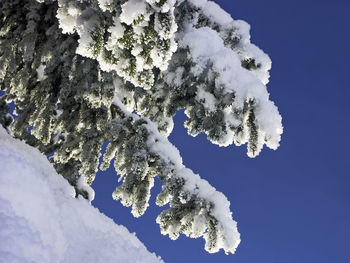 Low angle view of frozen plant against sky