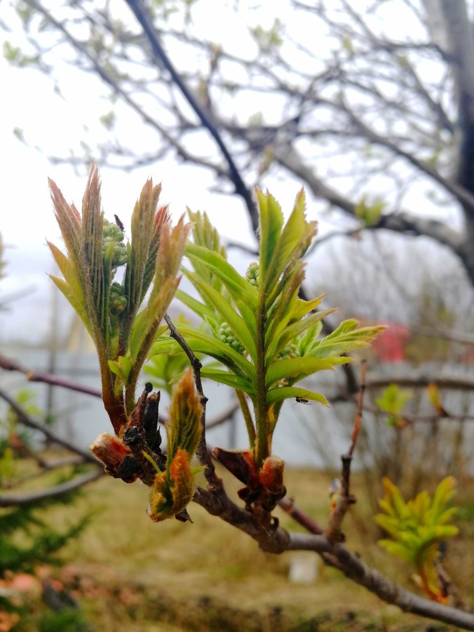 CLOSE-UP OF PLANT WITH TREE