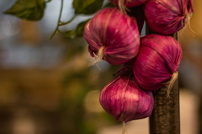 Close-up of red flowering plant