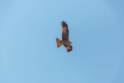 Low angle view of eagle flying in sky