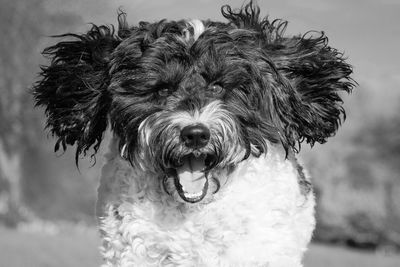 Close-up portrait of dog