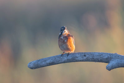 Close-up of bird perching on a branch