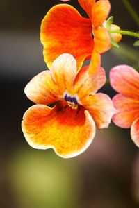 Close-up of orange flower blooming outdoors