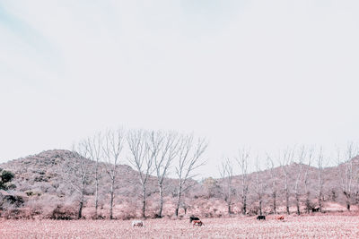 Flock of birds on landscape against clear sky