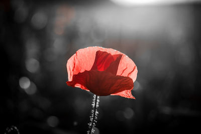 Close-up of red poppy flower