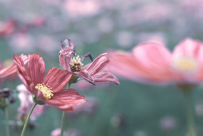 Close-up of pink flowering plant