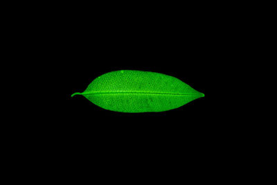 Close-up of green leaf against black background