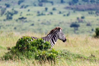 Side view of a zebra on grass