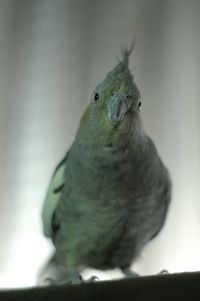 Close-up of bird perching on branch