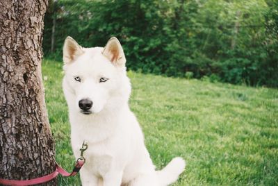 Portrait of dog on grass