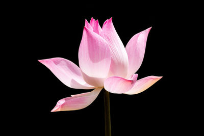 Close-up of pink lotus water lily against black background