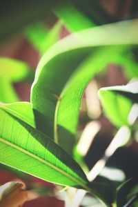 Close-up of plant