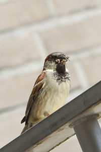 Close-up of bird perching on railing