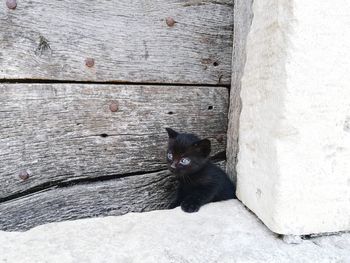 Portrait of black cat on wall