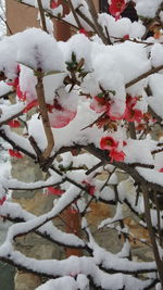 Close-up of frozen plant on snow covered field