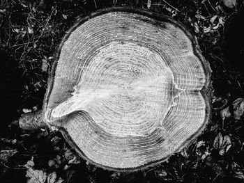 Close-up of plant