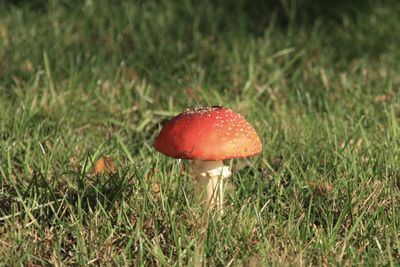 Close-up of fly agaric mushroom on field