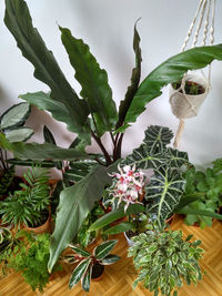 Close-up of white flowering plants