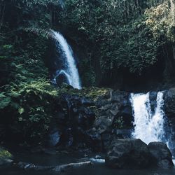 Scenic view of waterfall in forest