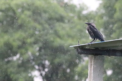 Bird perching on a tree