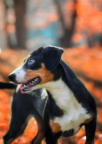 Entlebucher mountain dog - autumn