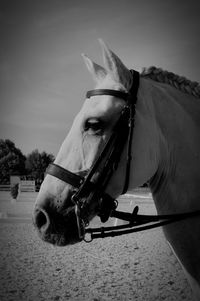 Close-up of a horse