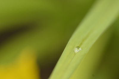 Close-up of raindrops on leaf