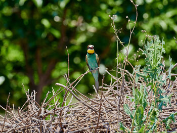 European bee-eater, merops apiaster, around xativa, spain