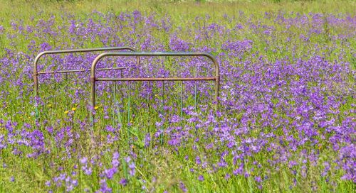 Purple flowering plants on field