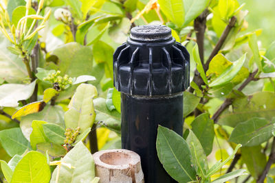 Close-up of green leaves on plant
