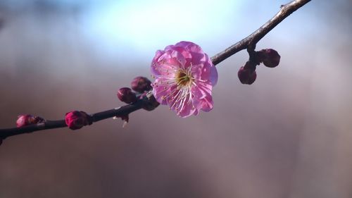 Low angle view of pink flowers