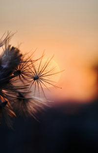 Close-up of silhouette dandelion against sky during sunset