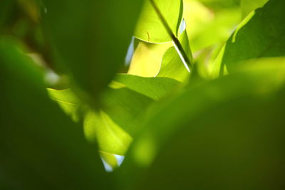 Close-up of green leaves