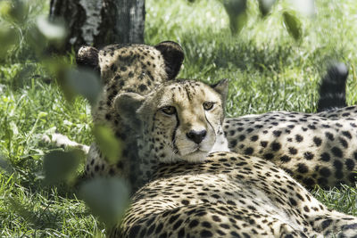 Portrait of lion relaxing on grass