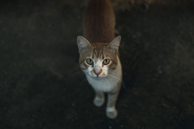 Close-up portrait of cat