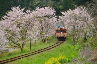 Train on railroad track against trees