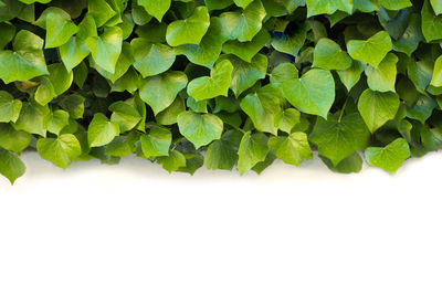Close-up of green leaves on white background