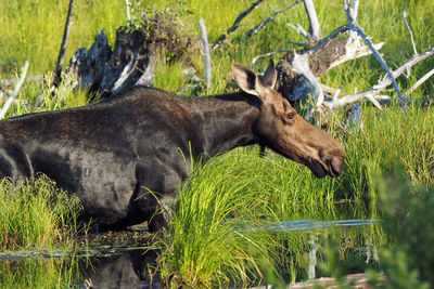 Moose in lake