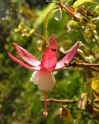 Close-up of pink flower