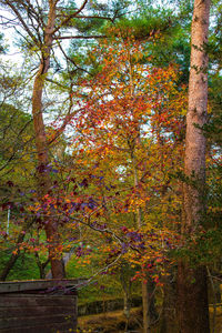 Low angle view of trees and plants in forest during autumn