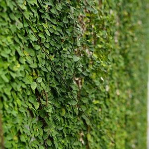 Full frame shot of ivy growing on tree in forest