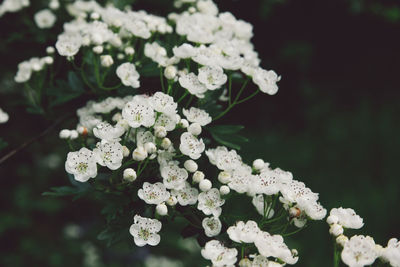 Close-up of white flowers blooming at park