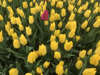 Close-up of yellow tulips in field