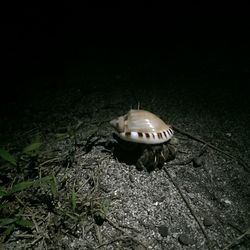 High angle view of crab on rock