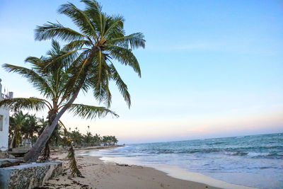 Palm trees on beach against sky