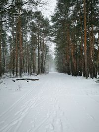 Snow covered land amidst trees in forest