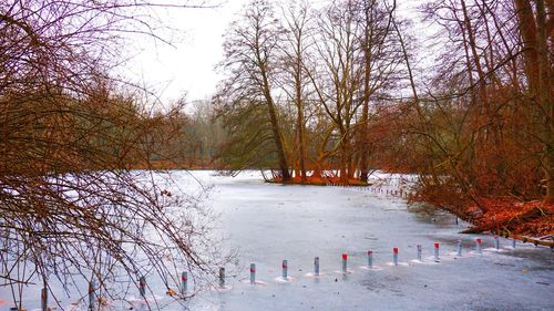 Bare trees on snow covered landscape